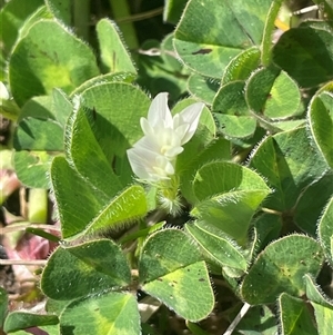 Trifolium subterraneum at Breadalbane, NSW - 5 Oct 2024