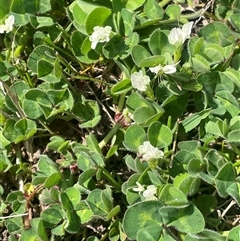 Trifolium subterraneum at Breadalbane, NSW - 5 Oct 2024