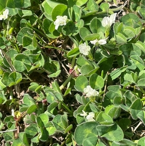 Trifolium subterraneum at Breadalbane, NSW - 5 Oct 2024