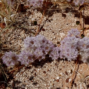 Ptilotus axillaris at Telfer, WA by Paul4K