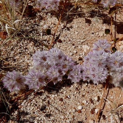 Ptilotus axillaris at Telfer, WA - 30 Aug 2024 by Paul4K