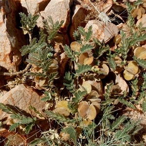 Unidentified Other Wildflower or Herb at Telfer, WA by Paul4K