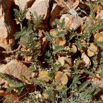 Unidentified Other Wildflower or Herb at Telfer, WA - 30 Aug 2024 by Paul4K