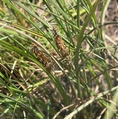 Carex bichenoviana (A Sedge ) at Breadalbane, NSW - 5 Oct 2024 by JaneR