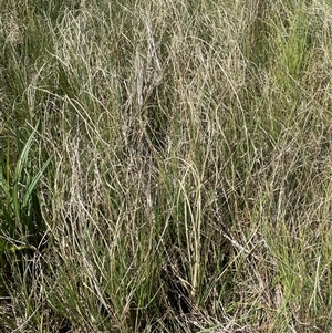 Carex bichenoviana at Breadalbane, NSW - 5 Oct 2024