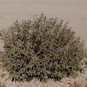 Unidentified Other Shrub at Telfer, WA by Paul4K