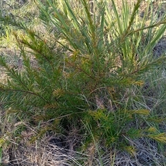 Grevillea (genus) (Grevillea) at Hackett, ACT - 6 Oct 2024 by Berlge