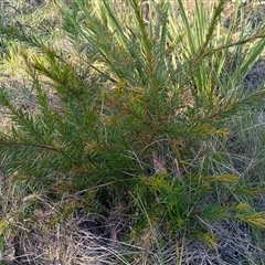 Grevillea sp. (Grevillea) at Hackett, ACT - 6 Oct 2024 by Berlge