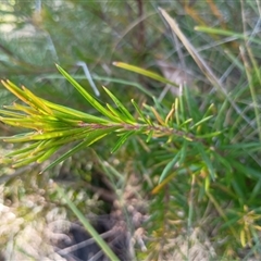 Grevillea sp. at Hackett, ACT - 6 Oct 2024