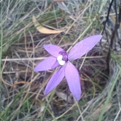 Glossodia major (Wax Lip Orchid) at Hackett, ACT - 3 Oct 2024 by Berlge