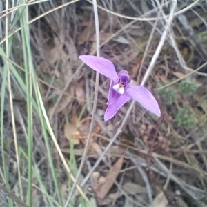 Glossodia major at Hackett, ACT - suppressed