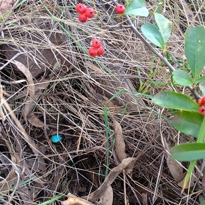 Pyracantha fortuneana (Firethorn) at Hackett, ACT - 6 Oct 2024 by Berlge