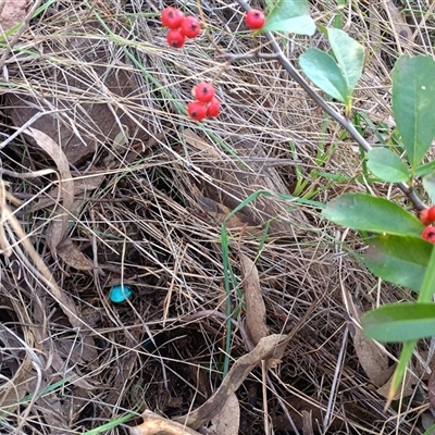 Pyracantha fortuneana (Firethorn) at Hackett, ACT - 5 Oct 2024 by Berlge