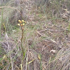 Diuris pardina (Leopard Doubletail) at Hackett, ACT - 2 Oct 2024 by Berlge