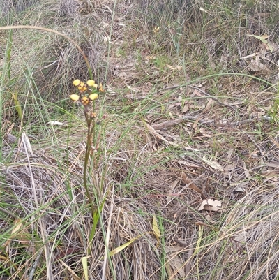 Diuris pardina (Leopard Doubletail) at Hackett, ACT - 3 Oct 2024 by Berlge