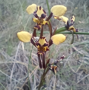 Diuris pardina at Hackett, ACT - 3 Oct 2024