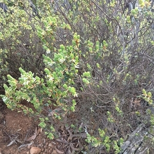 Brachyloma daphnoides at Hackett, ACT - 3 Oct 2024 07:37 AM