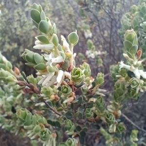 Brachyloma daphnoides at Hackett, ACT - 3 Oct 2024 07:37 AM