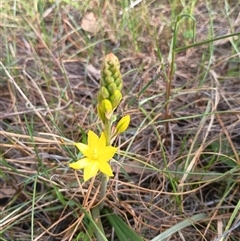 Bulbine bulbosa (Golden Lily, Bulbine Lily) at Hackett, ACT - 2 Oct 2024 by Berlge