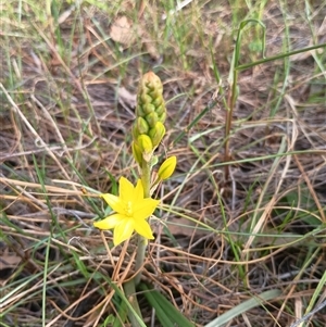 Bulbine bulbosa at Hackett, ACT - 3 Oct 2024