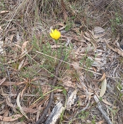 Microseris walteri (Yam Daisy, Murnong) at Hackett, ACT - 2 Oct 2024 by Berlge