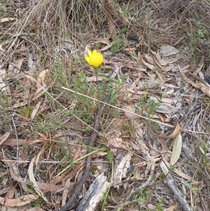 Microseris walteri at Hackett, ACT - 3 Oct 2024