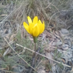 Microseris walteri at Hackett, ACT - 3 Oct 2024