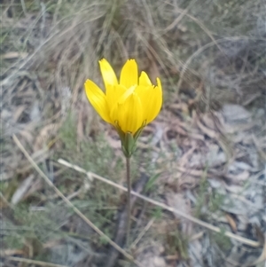 Microseris walteri at Hackett, ACT - 3 Oct 2024