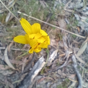 Microseris walteri at Hackett, ACT - 3 Oct 2024