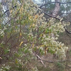 Olearia lirata (Snowy Daisybush) at Hackett, ACT - 2 Oct 2024 by Berlge