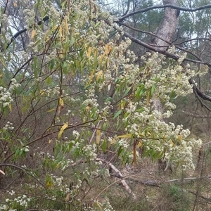 Olearia lirata at Hackett, ACT - 3 Oct 2024