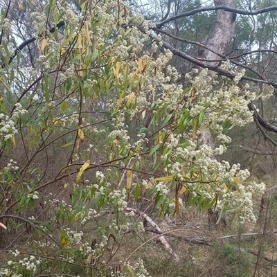 Olearia lirata (Snowy Daisybush) at Hackett, ACT - 3 Oct 2024 by Berlge