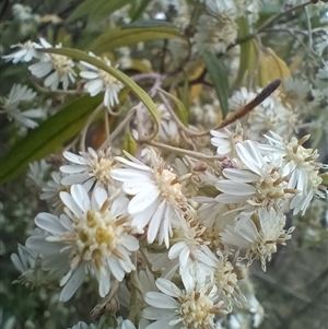 Olearia lirata at Hackett, ACT - 3 Oct 2024