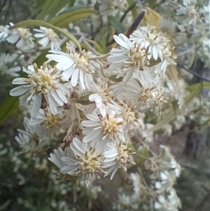 Olearia lirata at Hackett, ACT - 3 Oct 2024