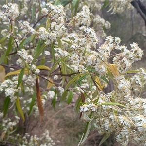 Olearia lirata at Hackett, ACT - 3 Oct 2024