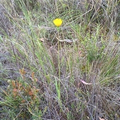 Microseris walteri (Yam Daisy, Murnong) at Hackett, ACT - 6 Oct 2024 by Berlge