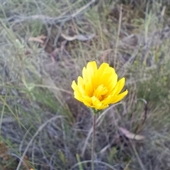 Microseris walteri at Hackett, ACT - 6 Oct 2024