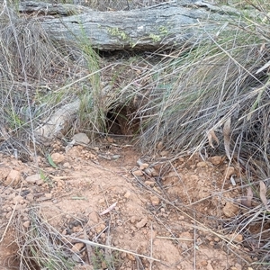 Oryctolagus cuniculus at Hackett, ACT - 6 Oct 2024 07:58 AM