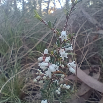 Cryptandra amara (Bitter Cryptandra) at Hackett, ACT - 21 Aug 2024 by Berlge