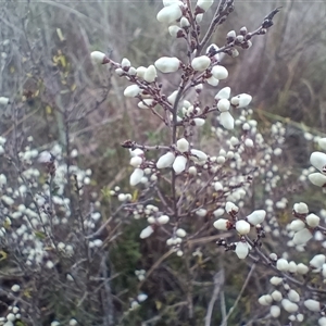 Cryptandra amara at Hackett, ACT - 21 Aug 2024