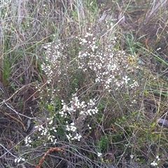 Cryptandra amara at Hackett, ACT - 21 Aug 2024