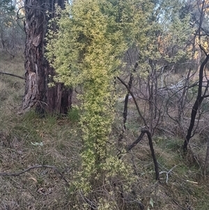 Clematis leptophylla at Hackett, ACT - 21 Aug 2024