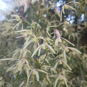 Clematis leptophylla at Hackett, ACT - 21 Aug 2024