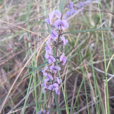 Hovea heterophylla (Common Hovea) at Hackett, ACT - 20 Aug 2024 by Berlge