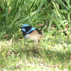 Malurus cyaneus (Superb Fairywren) at Braidwood, NSW - 5 Oct 2024 by MatthewFrawley