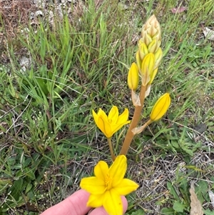 Bulbine bulbosa at Murrumbateman, NSW - 6 Oct 2024 03:27 PM