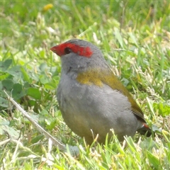 Neochmia temporalis (Red-browed Finch) at Braidwood, NSW - 5 Oct 2024 by MatthewFrawley