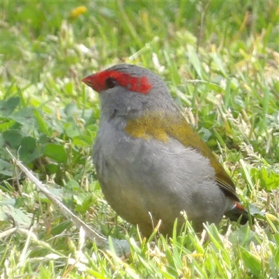 Neochmia temporalis (Red-browed Finch) at Braidwood, NSW - 5 Oct 2024 by MatthewFrawley