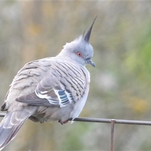 Ocyphaps lophotes at Braidwood, NSW - 5 Oct 2024