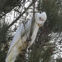 Cacatua sanguinea (Little Corella) at Braidwood, NSW - 5 Oct 2024 by MatthewFrawley